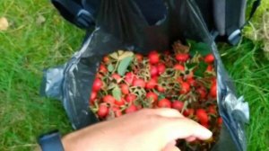 Добываю шиповник, для варенья! :)  -  I get rose hips for jam! :)