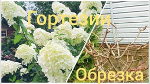 Обрезка гортензий осенью.Если перестараться, можно не дождаться цветения.