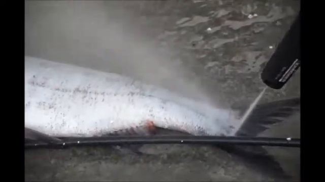 Как быстро почистить рыбу  Kёрхером