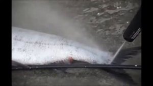 Как быстро почистить рыбу  Kёрхером