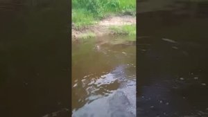 Вы видели, как плавают зайцы?