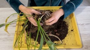 Зимовка Калл. Как хранить клубни Калл зимой. Уход за Каллой. Мой первый опыт=)