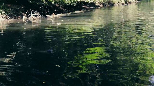 Spaziergang im Krefelder Stadtwald Die besten Ausflugsziele смотреть онлайн