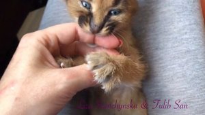 Каракал Ханна - деткам исполнился 1 месяц !