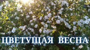Цветущий сад