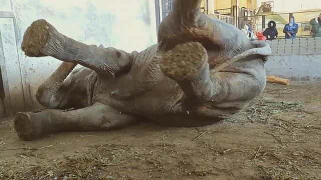 Как встает слон.  The elephant got up