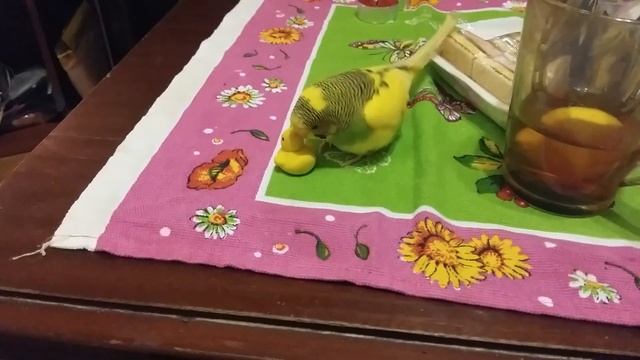 Волнистый попугай и резинка смотреть онлайн