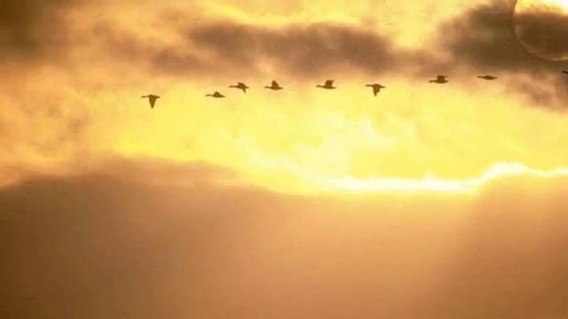 Вероника Дарий смотреть онлайн