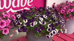 2020 PanAmerican Seed Petunia ShockWave Purple Tie-Dye
