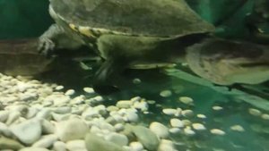 -Встреча с крокодилами🐊🐊🐊Meeting with crocodiles😱😱😱