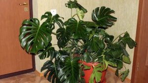 Какое освещение на самом деле нужно комнатным растениям?