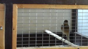 Утро 1 января. Канарейки, реполов, щеглы.