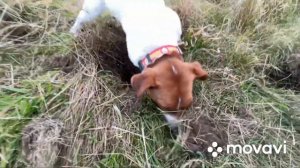 Джек Рассел на охоте / Jack Russell on the hunt