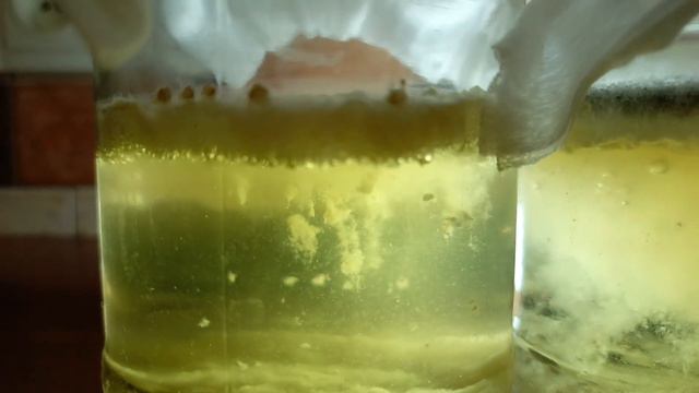 Триходерма Профит на цеолите выращивание весь процесс #триходерма #биопрепараты #профит #цеолит #би смотреть онлайн