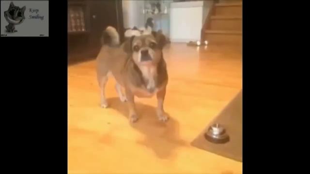 Собака и звонок. смотреть онлайн