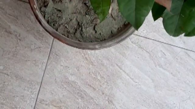 ixora coccinea |S ummer Flowering plant #ixoracoccinea #Needleflower #jungleflame смотреть онлайн