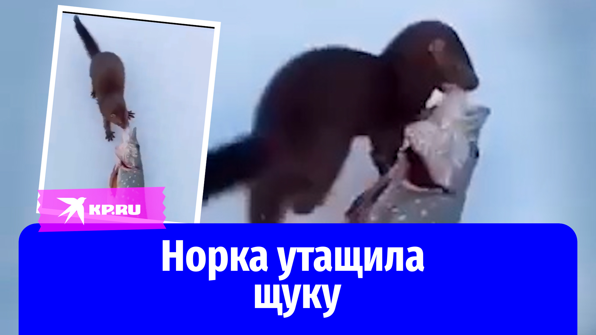 Норка стащила щуку из-под носа рыбаков в Кировской области