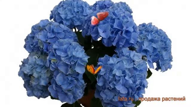 Гортензия крупнолистовая Либертин Блю ? обзор: как сажать, саженцы гортензии Либертин Блю смотреть онлайн
