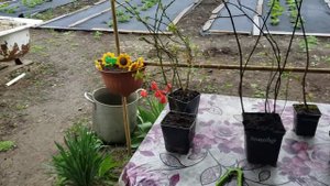 Получил саженцы ирги сорта Мартин,Смоуки,Хонейвуд и Тиссен.