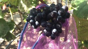 Гибридная форма Щельникова Изюмский мускат