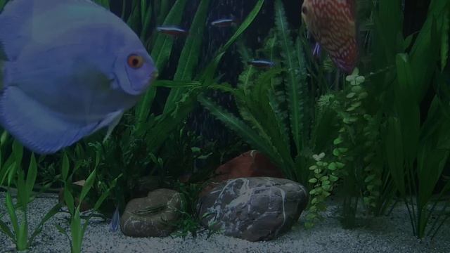 Diskus im 240l Aquarium .Discus Planted Tank. Дискус в 240 л аквариуме смотреть онлайн