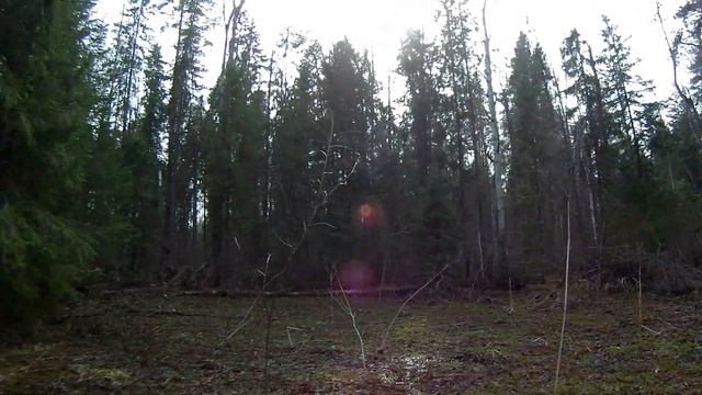 Поляна в лесу