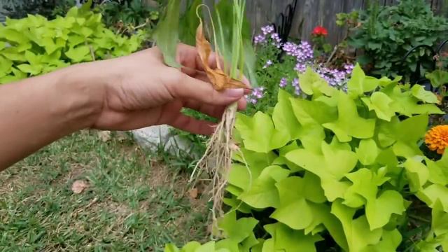 Como trasplantar y reproducir Cuna de Moisés смотреть онлайн