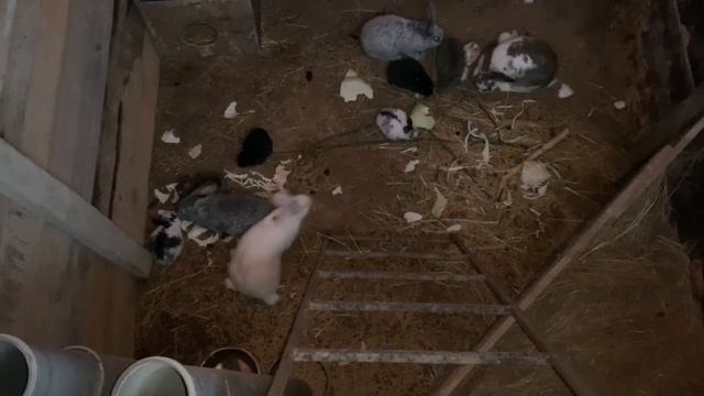 Страшно, но НАДО! Кастрируем поросенка с грыжей.  Прибавление в хозяйстве! Куда девать крольчат?