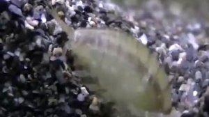 Гаммарус   маленький рачок бокоплав