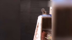 Приколы с котами! С ОЗВУЧКОЙ! Смешные Животные - СМЕШНЫЕ коты!