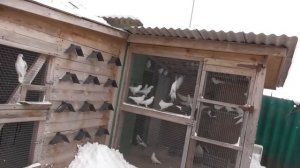 Ястреб поймал моего Голубя. Два Ястреба Атакую Голубей || The hawk caught my Pigeons