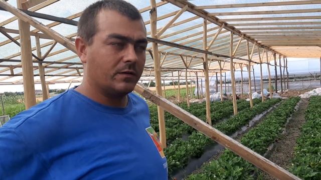 Бизнес на 50 сотках - клубника по системе Супер-Агро