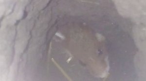 Дикий хомяк.Заглянул в нору к дикому хомяку!Карбыш .Появились хомяки ,раньше не было?.Хомяк кайфует