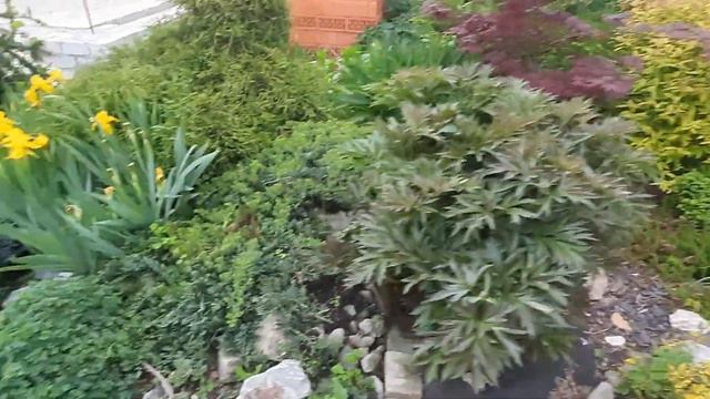 Цветение Айвы. смотреть онлайн