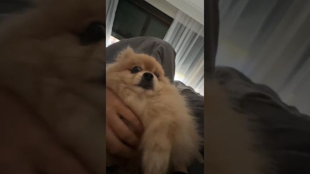 Что мы с Басей делаем после звонка будильника? смотреть онлайн