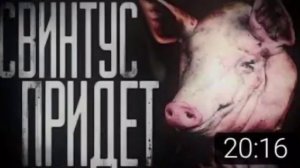 свинтус придёт