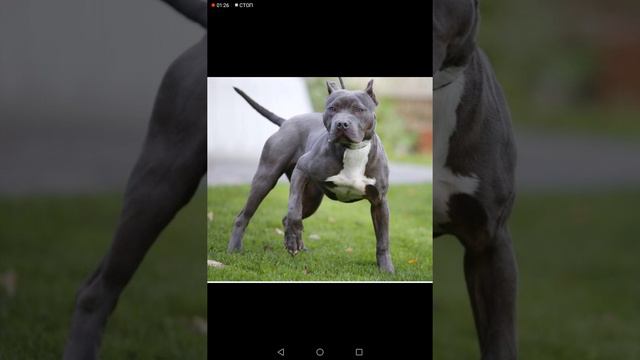Раф или Рафаэль смотреть онлайн