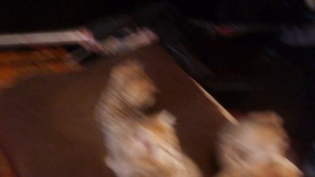 Котята - Шиншиллы