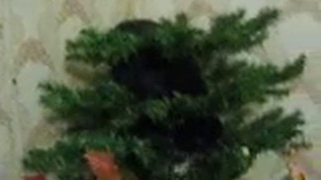 Белка-кот смотреть онлайн