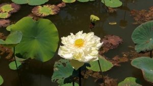 БЕЛЫЙ ЛОТОС - Nelumbo white, цветение кремового лотоса в пруду, МОЖНО КУПИТЬ КЛУБНИ ДЛЯ ВОДОЁМА!
