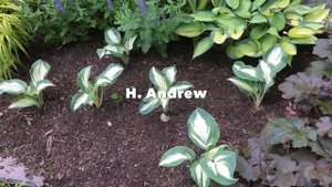 DIY SHADE GARDEN, HOSTA TOUR, BEST HOSTAS!