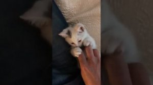 Adorable Kitten Plays with Pet Parent's Hands!