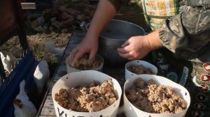 Деревенская технология приготовления куриной мешанки.