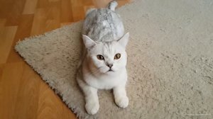 Кошка говорит: "Мама"
