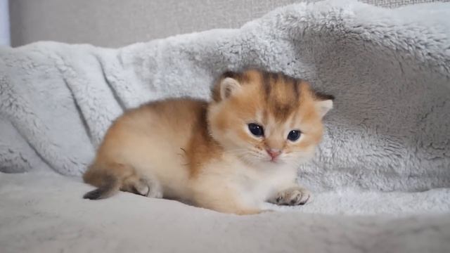 Kitten Mocha is incredibly defenseless... He is protected by her mother cat. смотреть онлайн