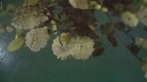 Будьте здоровы, живите богато,а мы уезжаем до дому,  до хаты(наброски)