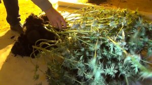 В Новгородской области направили в суд дело в отношении садоводов-любителей за выращивание марихуаны