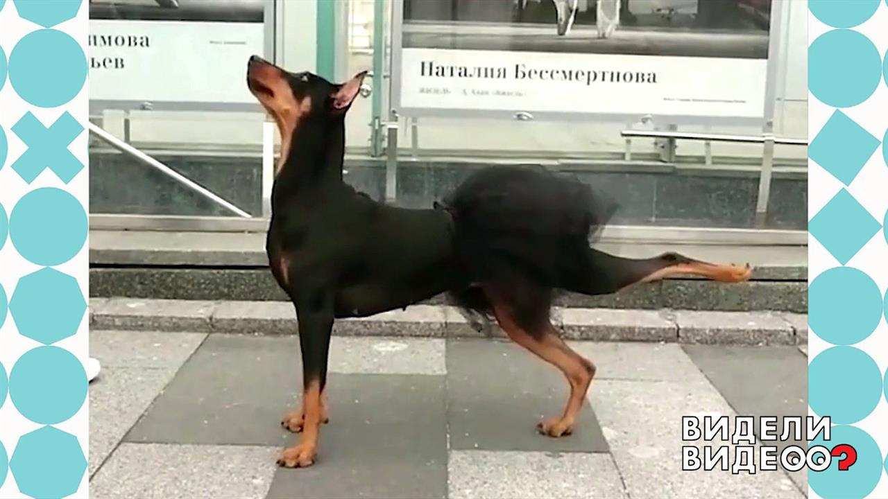 Пинчер в образе черного лебедя. Видели видео? Фрагмент выпуска от 26.01.2020