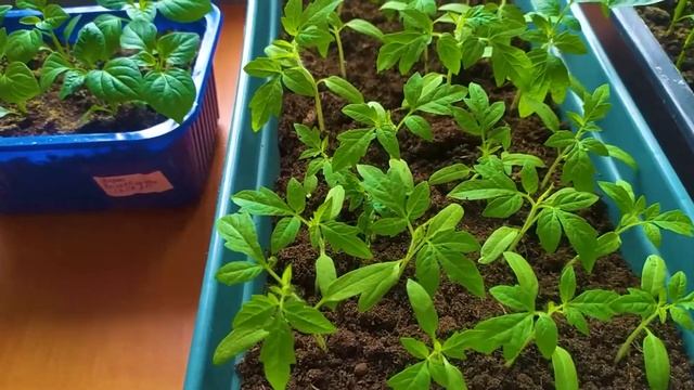 РАССАДА ТОМАТОВ. КОГДА ПОДСЫПАТЬ ГРУНТ. смотреть онлайн