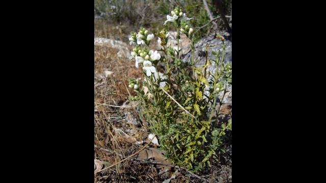 ОЧАНКА (EUPHRASIA) сем. Норичниковые смотреть онлайн